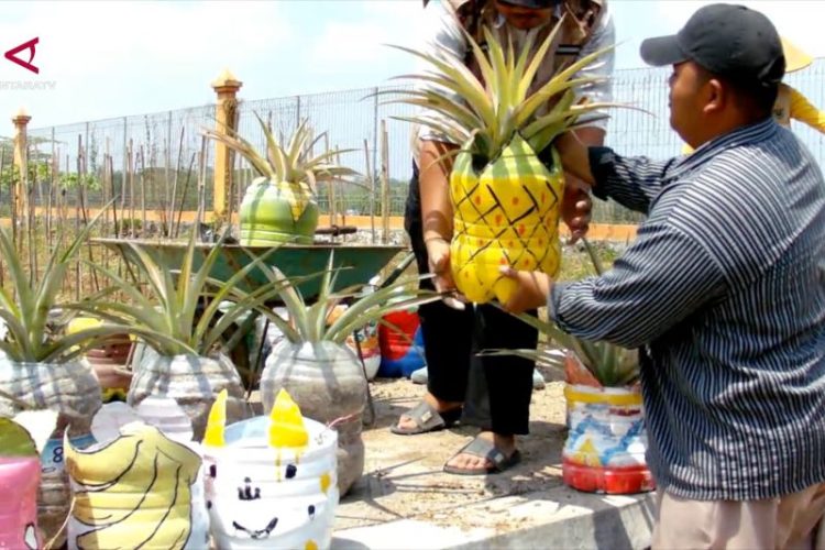 Jogja Agro Park manfaatkan galon bekas untuk tanam nanas jumbo