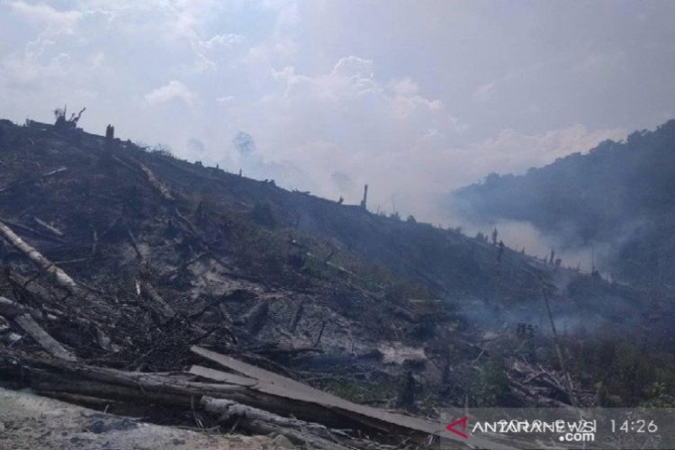 BNPB: 60 hektare hutan terbakar di Palolo Sigi